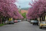 В Керчи появилась аллея сакуры, которая зацветет уже весной