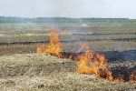 Наконец-то и на Закарпатье запретили сжигать траву, - будут наказывать!
