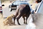 Львица набросилась на буйвола посреди автомобильной пробки