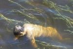 В речке Сейм на Черниговщине утонул закарпатец из Береговского района