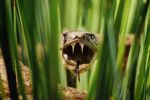 МЧС Закарпатья предупреждает отдыхающих о возможном нападении змей на человека