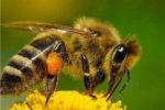 В Британии массово вымирают пчелы