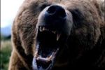 Медведь задрал в Карпатах пенсионера