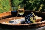 Фестиваль "Угочанская лоза" пройдет в центральной части виноделия Закарпатья