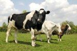 В Закарпатской области уменьшилось коров
