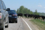 В Мукачевском районе объезд стада коров завершился гибелью 7-летнего ребенка