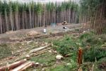 На Закарпатье лесники за взятку готовы вырубить весь лес