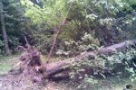 На Закарпатье придавило деревом 31-летнего жителя Тячевского района