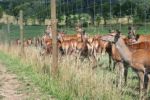 В Закарпатье построят питомник для разведения оленей