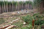 В Раховском районе лесник закрыл глаза во время вырубки леса