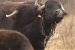 гражданин Германии Мишель Якоби занимается разведением буйволов на Закарпатье
