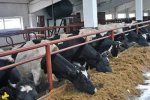 В Закарпатье реконструировали молочную ферму на 180 коров