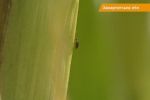 Зарубежный жук закрывает закарпатские поля на карантин