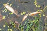 В Закарпатье из-за жары наблюдаются случаи гибели рыбы