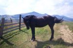 Гуцульский конь - аборигенная горная порода домашних лошадей