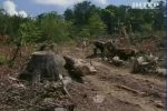 На Закарпатье вырубили более двух с половиной гектаров леса