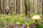Житель Анталовец пошел в лес за грибами и не вернулся