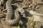 В Карпатах водится единственный вид ядовитых змей - гадюка обычная