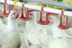 В период стихийного бедствия птицефабрики необоснованно завысили цены на куриные яйца