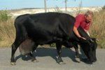 Донецкая корова-гигант дает по 60 литров молока в день