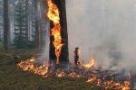 В Береговском районе горел лес в лесоохотничьем хозяйстве