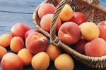 В Закарпатье урожай персиков радует всех садоводов