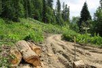 В Закарпатье вырубки лесов проходят массово и бесконтрольно
