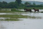 Затоплены сельугодия между селами Чабановка и Ракошино Мукачевского района