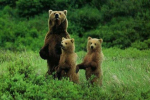 Жителей Карпат терроризирует медведица с двумя медвежатами