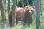 В Национальном парке «Синевир» будут спасать медведей, пострадавших от человека