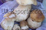 В Закарпатье начался сезон осенних белых грибов