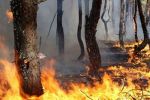 На Закарпатье из-за гулянки чиновников выгорело 40 га леса