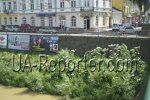 В Ужгороде из-за борщевика не будет видно рекламных щитов