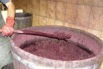 В Закарпатской области начался сезон изготовления вина