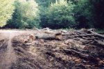 Чиновники Закарпатья заботятся только о своем кармане при вырубке леса