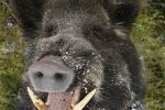 На Закарпатье дикие свиньи нападают на людей