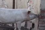 Во Львовской области свиньи съели человека