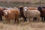 В Драгово у фермера похитили 27 овец