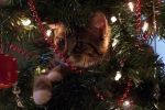Новогоднюю елку может легко приукрасить маленький котенок