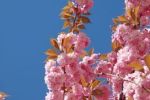 В Ужгороде цветет сакура