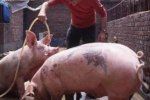 В Ужгородском районе ограбили фермера - украли трех свиней