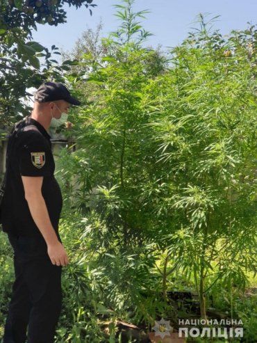 В Закарпатье 2-х метровые растения у одного дома очень заинтересовали полицейских