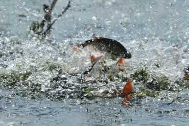 На Закарпатье полиция будет выявлять и привлекать к ответственности браконьеров, которые ловят рыбу в период нереста