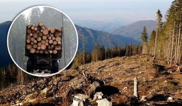 На Закарпатті СБУ припинила чергову нелегальну рубку дерев цінних порід