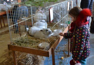 Сьома клубна виставка кролів відбулася в Ужгороді