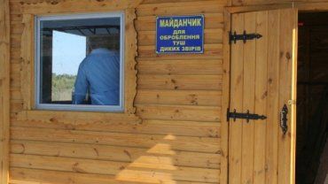 АЧС: в рамках депопуляції на Мукачівщині добуто 28 диких кабанів