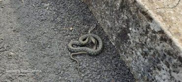 Живая змея: В самом центре Мукачево прохожие чуть не получили инфаркт от увиденного