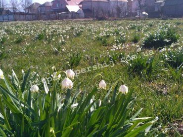 Дике поле підсніжників квітує на закарпатській Іршавщині!