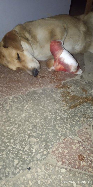 В Ужгороді нелюди перерізали лапи собаці, якого привезли з охопленого війною Донбасу