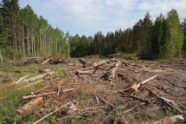 "Захисники" лісу в Карпатах: рекет, корупція та фальш